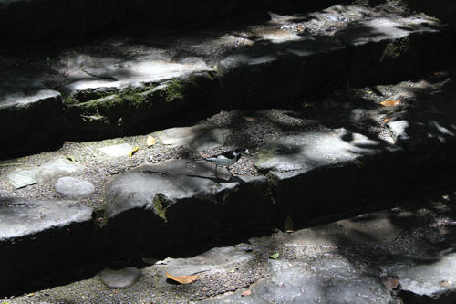 石段の真ん中に鳥さんのいるお写真です