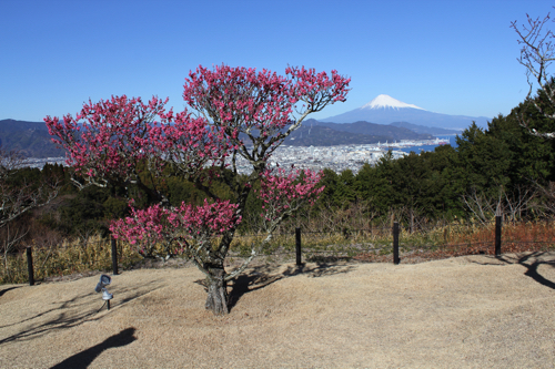 梅と富士山の絶景