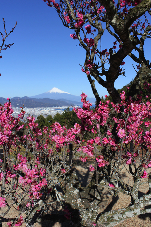 雲一つない青空と富士山と梅の花