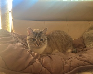 わが家のアイドル猫♪